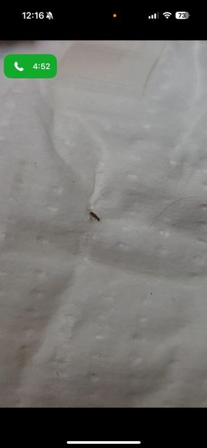 집에서 나왔어요. 무슨벌레 인가요?의 2번 째 이미지