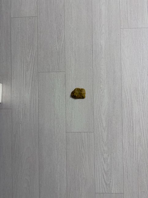 갑작스러운 급격한 양의 말티즈 노견 강아지 토의 1번 째 이미지