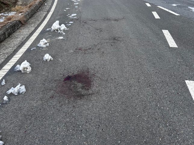 고양이 교통사고 맞는지 확인해주세요..의 0번 째 이미지