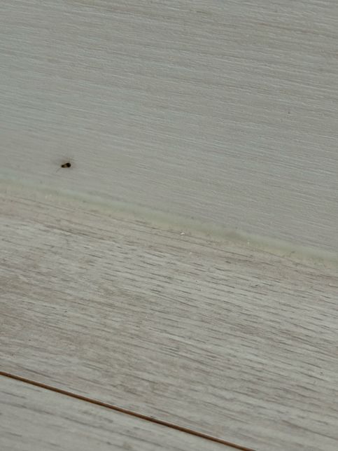 이게 도대체 무슨 벌레인가요...?의 1번 째 이미지