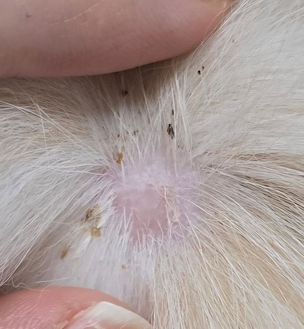 강아지 트러블(농피증) 후 땜빵이 생겼어요..ㅠㅠ의 0번 째 이미지