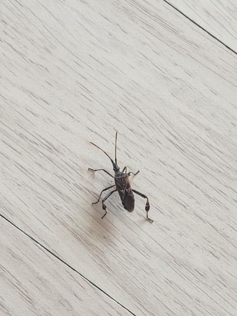 이 벌레는 무슨 벌레인지 알려주시기 바랍니다.의 0번 째 이미지