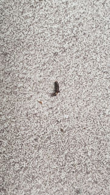 이 벌레가 무슨벌레인가요? 날개도 있는 것 같은데 자꾸 날개를 바닥에 떼고가요의 2번 째 이미지