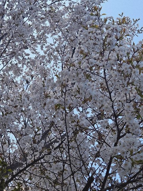 벚꽃 벌써 없어지고 있어 어떻게 하지~의 0번 째 이미지