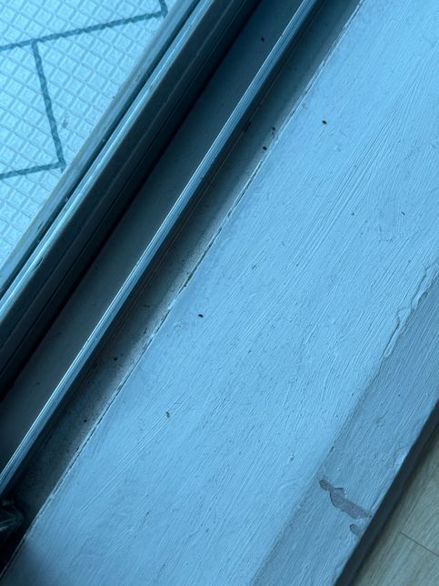 이 벌레 뭔가요? 급해요 알려주세용 ㅠㅠ의 1번 째 이미지