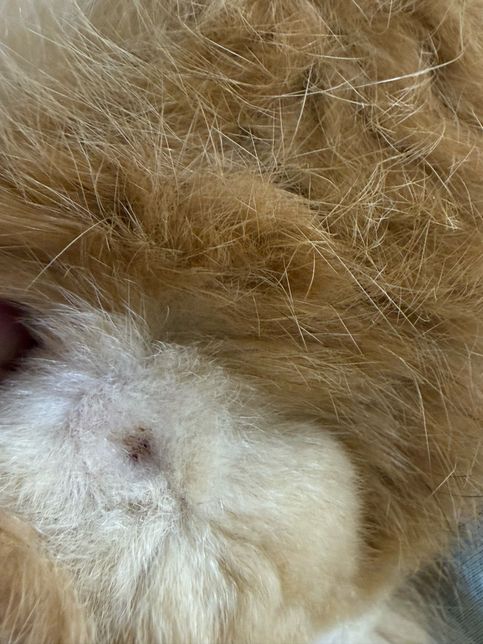 고양이 땅콩에 갈색 이물질이 있어요.의 0번 째 이미지