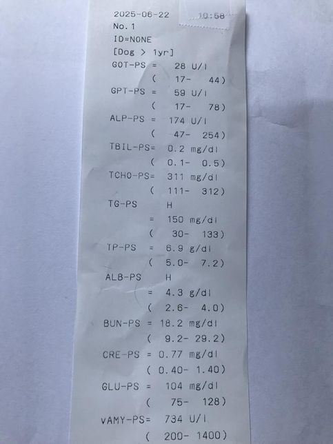 강아지 이상증상 이유라도 좀 알고싶습니다..의 1번 째 이미지