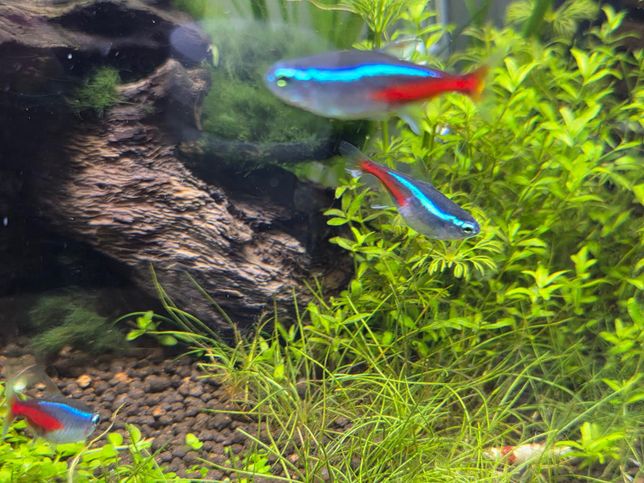 네온 테트라 외관 상태가 좀이상한데 질병인가요 외상인가요?의 1번 째 이미지