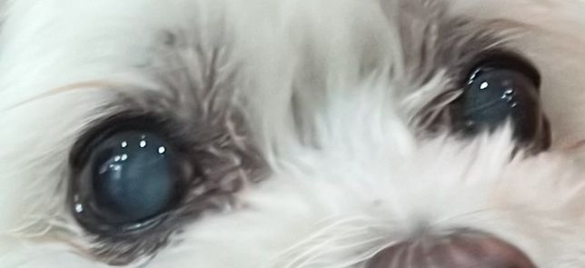 저희집 강아지가 눈에 흰게 보이는데 백내장이 온걸까요??ㅜㅜ의 1번 째 이미지