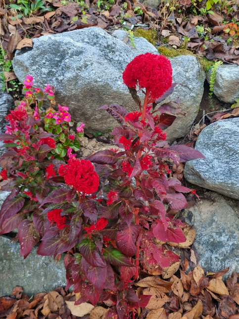 바위틈새로 외롭게 피어나는 맨드라미, 어떤 송이는 탐스러운데, 어떤 송이는 너무 빈약하고, 같은 꽃에서도 이렇게 차이가 나는가요?의 0번 째 이미지