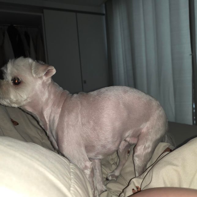 강아지 적정 몸무게가 궁금해요!!!의 0번 째 이미지