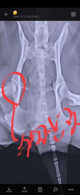 강아지 고관절 수술 했는데 도와주세요의 0번 째 이미지