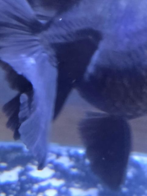 오란다금붕어 꼬리에 하얀 풀같은게 뭘까요?의 1번 째 이미지