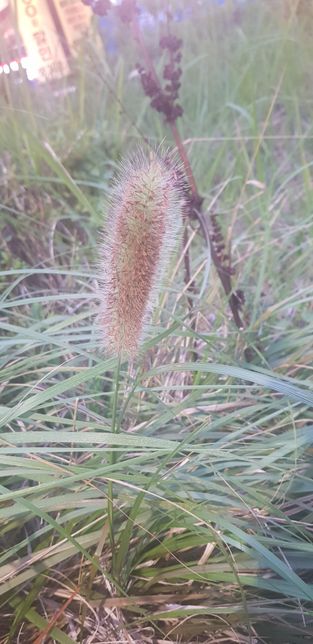 버들강아지 비슷한데 이 식물은 이름이 뭘까요?의 0번 째 이미지