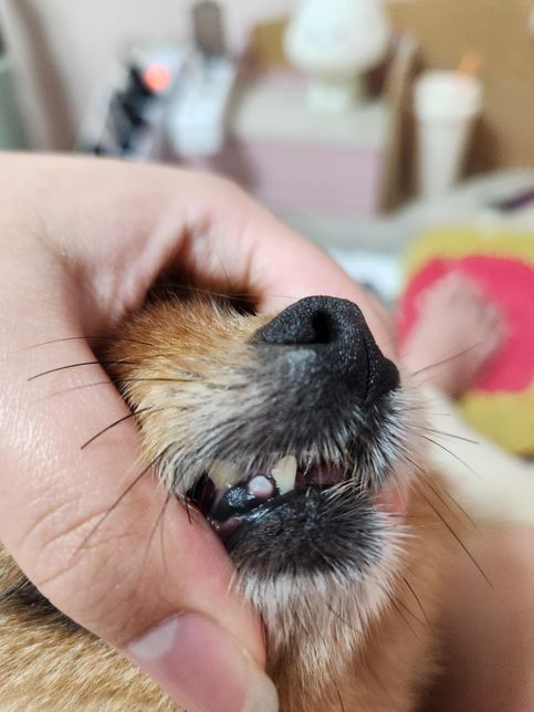 강아지 치아 흔들리는데 제가 빼도 되나요?의 0번 째 이미지