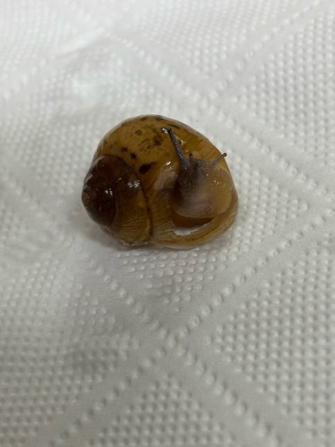 달팽이 패각 깨져도 살아갈수 있을까요?의 0번 째 이미지