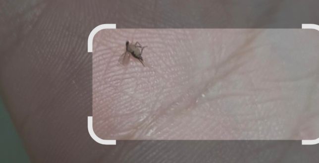 요새 집안에 이런 벌레가 많은데 어떤 벌레인가요?의 0번 째 이미지