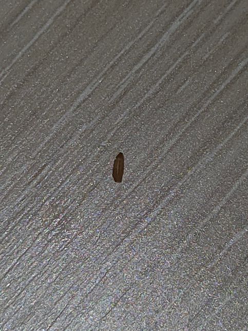 이거 무슨 벌레인가요? 궁금합니다.의 1번 째 이미지