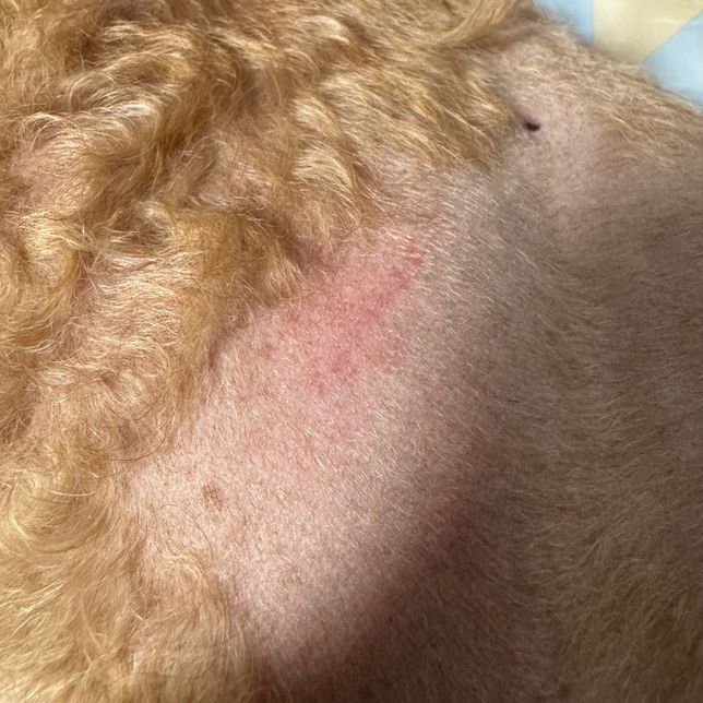 동물병원에서 진단 누락? 오진단?시 어떤 조치를 취할 수 있나요?의 2번 째 이미지