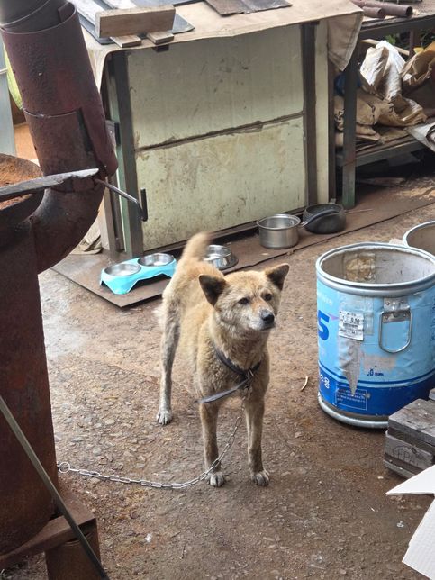 강아지 소화 됫는지... 알려줘요!!!의 3번 째 이미지
