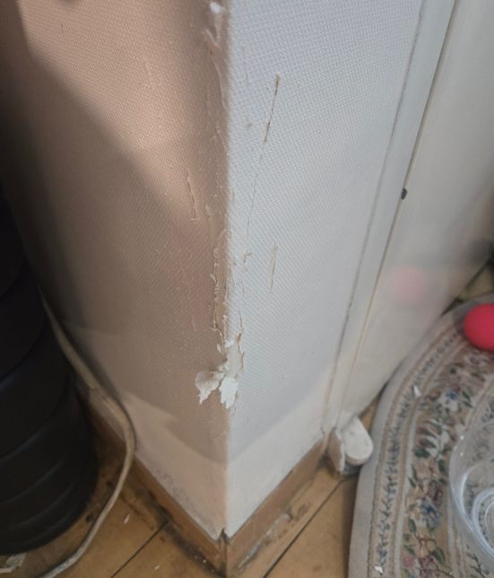 고양이들이 벽지를 뜯어서 새로 하는게 젛을지 부분 적으로 가능 할지 궁굼합니다의 1번 째 이미지