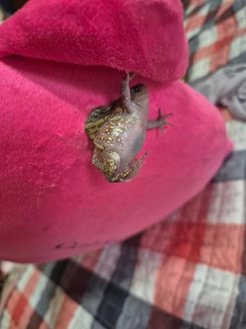 맹꽁이 이거 맞나요?? 궁금하네용.의 0번 째 이미지