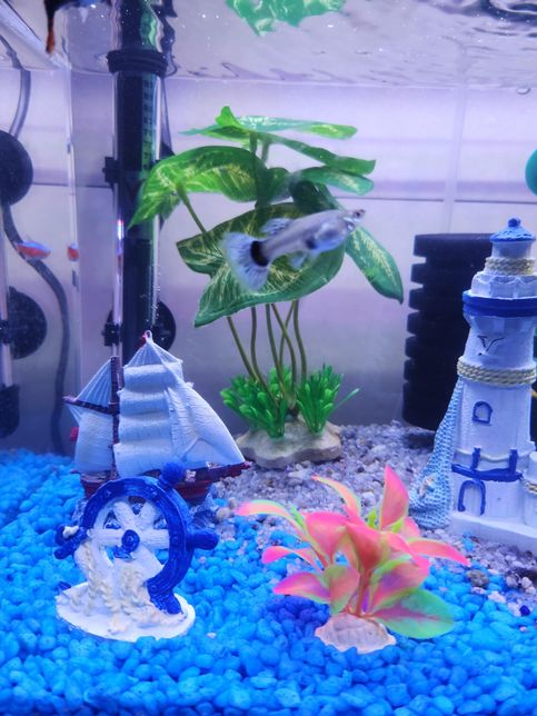 이 구피들은 암컷인가요 수컷인가요?의 0번 째 이미지