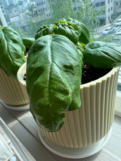 바질 잎에 상처가 났는데 원인이 뭔가요?의 0번 째 이미지