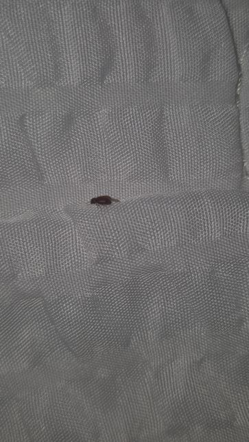 방에서 나왔는데 이 벌레 무슨 벌레인가요?의 0번 째 이미지