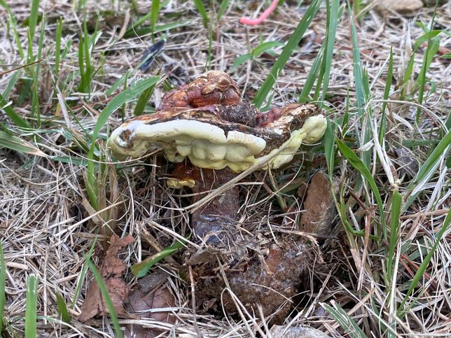 사진 속 버섯이 어떤 버섯인지 알려 주세요! 🍄‍🟫의 2번 째 이미지