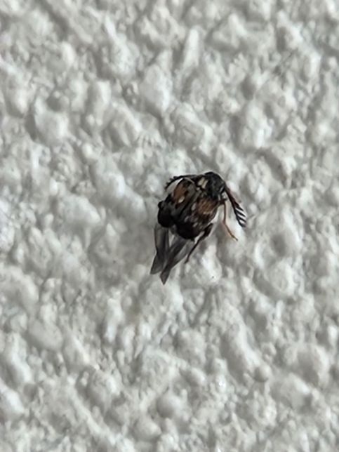 이벌레 도대체 정체가 무엇인가요?인체에 해롭진않나요?의 0번 째 이미지