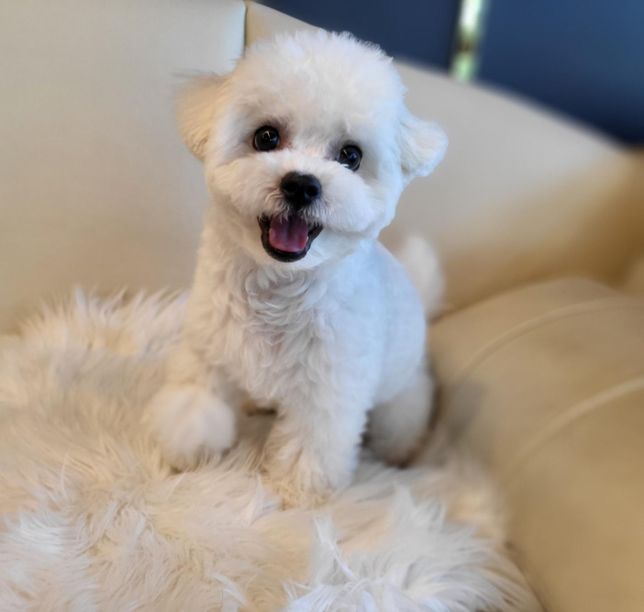 안녕하세요 조그마한 강아지는 힘이 약하죠?의 0번 째 이미지