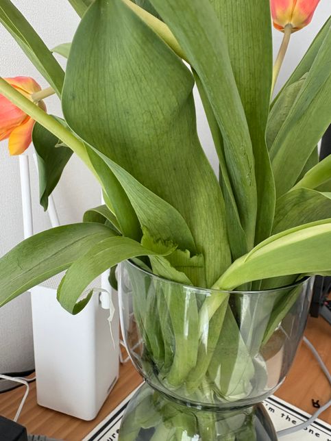 강아지가 튤립 잎을 먹었어요ㅠㅠㅠㅠㅠ의 1번 째 이미지