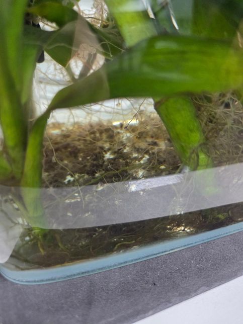 회사 어항을 오랫동안 물을 안 갈아주고 냅뒀는데 왜 이렇게 구피 3마리가 잘 살까요?의 2번 째 이미지