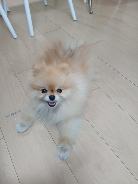 저희 집에서 키우는 포메라니안인데 포메라니안 맞나요?의 3번 째 이미지