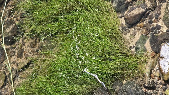 하천에서 찾은 수초의 이름이 궁금합니다.의 1번 째 이미지