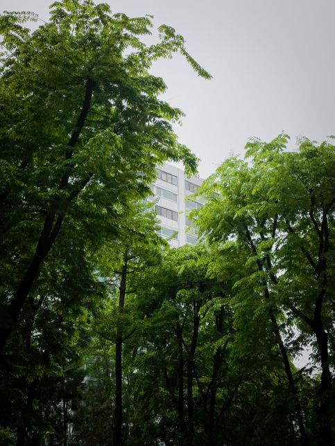 아파트 재건축시 조경(나무 재활용)질문의 0번 째 이미지