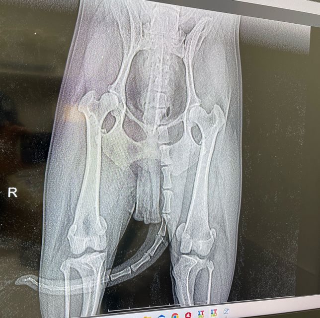 강아지 쓸개골 탈구 진단을 받았어요!의 0번 째 이미지