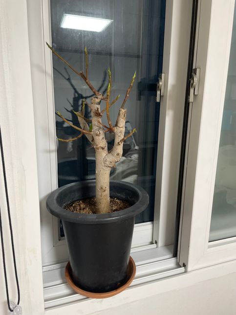 고무나무 관리 어떻게 해야할까요ㅠㅠ의 0번 째 이미지