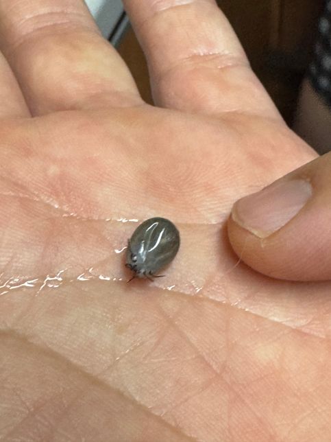 이거 진드기인가요 벌레인가요?...의 0번 째 이미지