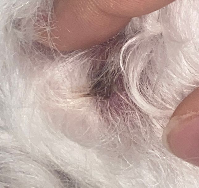 강아지한테 붙어있는는 거 진드기인가요?의 0번 째 이미지