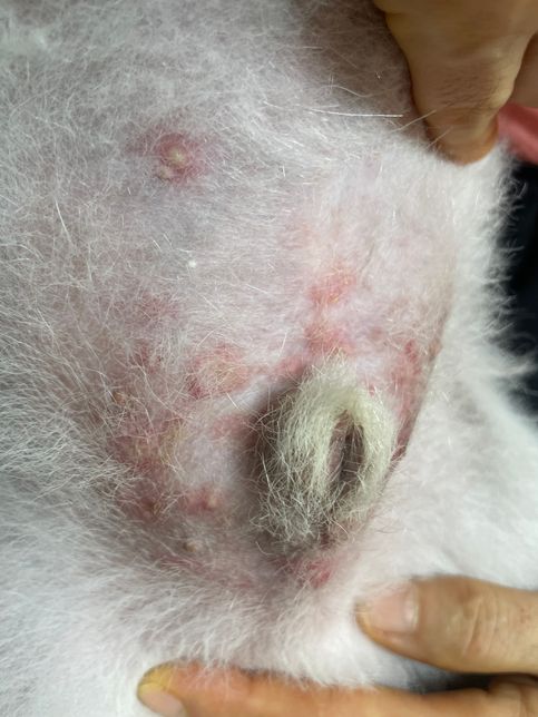 강아지 생식기 주변에 물집이 엄청 생겼어요의 1번 째 이미지