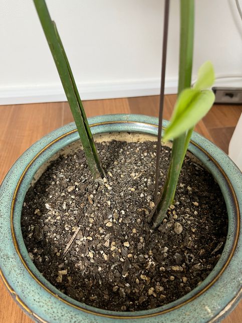 몬스테라 당근으로 가져왔는데 영 시들시들해요ㅠ 어떻게 기운나게 해야할까요?의 0번 째 이미지