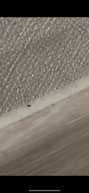 벌레가 뭔지모르겠습니다 알려주세요의 0번 째 이미지