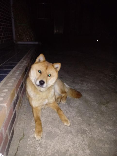 강아지가 사료를 안 먹고 골라먹어요 어떻게 해야 하나요?의 0번 째 이미지