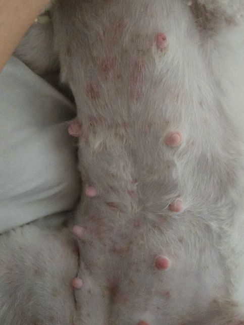 강아지 배에 피부병이 생겼어요 원인이 뭘까요?의 0번 째 이미지