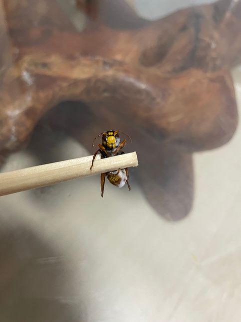 이거 무슨 벌인가요… 자꾸 집에 들어오네요의 2번 째 이미지