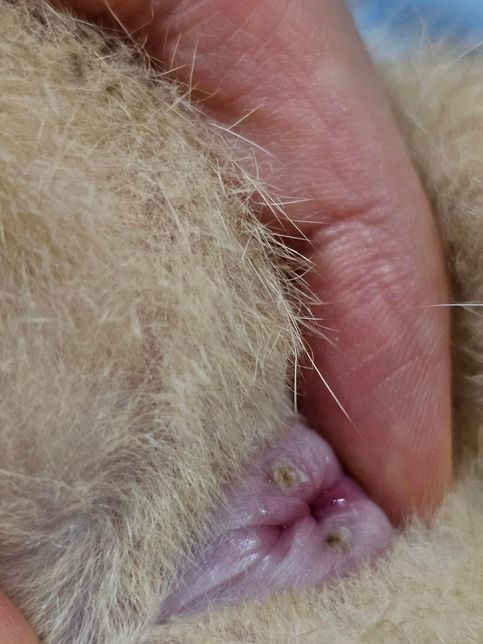 고양이 항문 주변에 생긴 이거는 항문낭염 인가요?의 0번 째 이미지