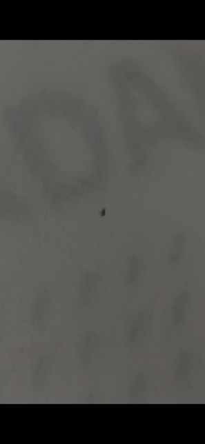 이거 베드버그인가요? 사진첨부했습니다의 0번 째 이미지