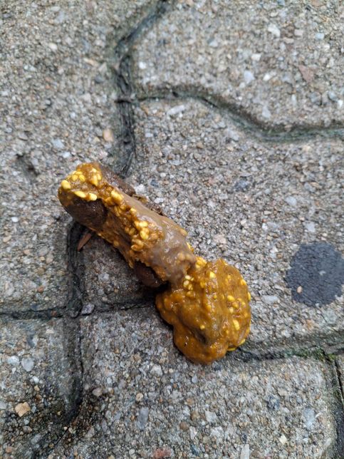 사진과 같은 강아지의 대변이 문제가 있는 것인지의 1번 째 이미지